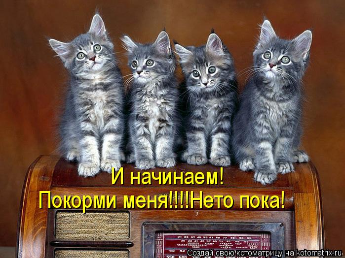 Котоматрица: И начинаем! Покорми меня!!!!Нето пока!