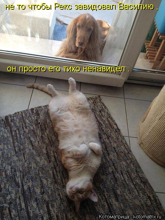 Котоматрица: не то чтобы Рекс завидовал Василию ,   он просто его тихо ненавидел .