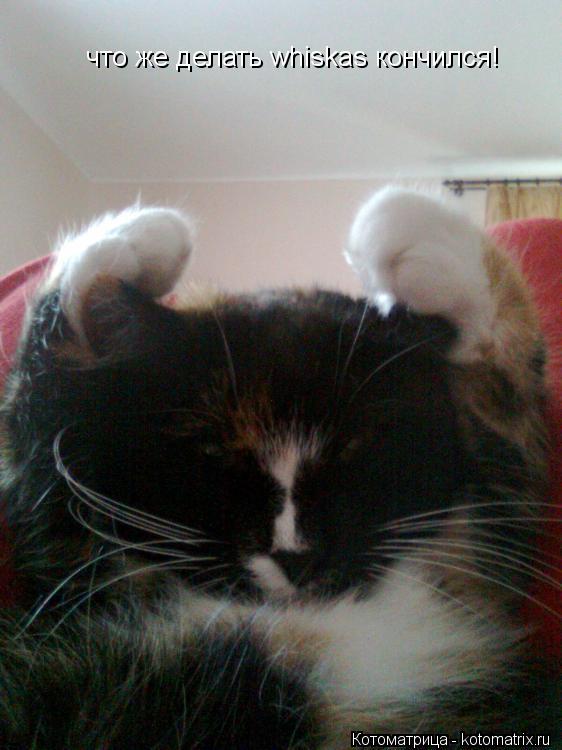 Котоматрица: что же делать whiskas кончился!