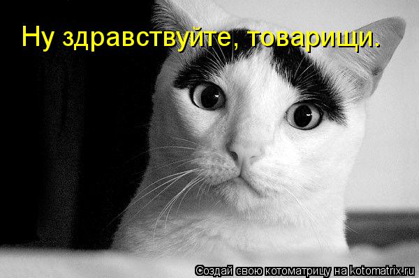 Котоматрица: Ну здравствуйте, товарищи.
