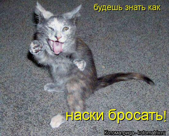 Котоматрица: будешь знать как наски бросать !