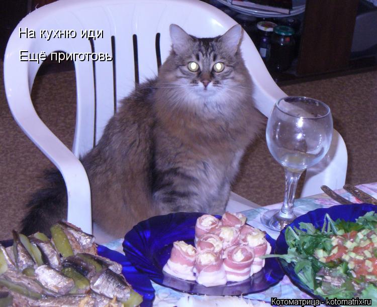 На кухню иди Ещё приготовь... Котоматрица: На кухню иди Ещё приготовь