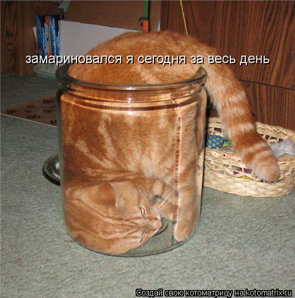 Котоматрица: замариновался я сегодня за весь день