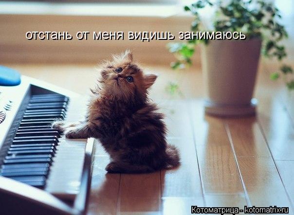 Котоматрица: отстань от меня видишь занимаюсь отстань от меня видишь занимаюсь отстань от меня видишь занимаюсь