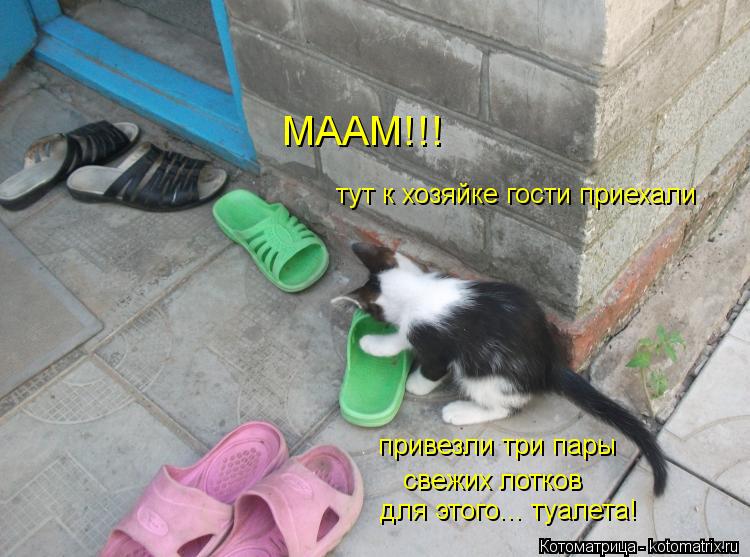 Котоматрица: МААМ!!! тут к хозяйке гости приехали привезли три пары свежих лотков для этого... туалета!