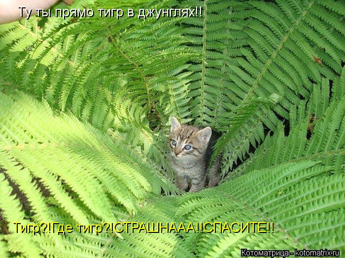Котоматрица: Ту ты прямо тигр в джунглях!!  Тигр?!Где тигр?!СТРАШНААА!!СПАСИТЕ!!