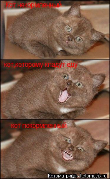 Котоматрица: Кот некормленный кот,которому кладут еду кот покормленный