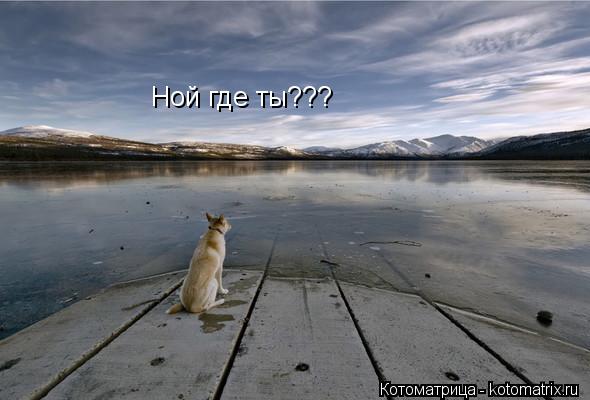 Котоматрица: Ной где ты???