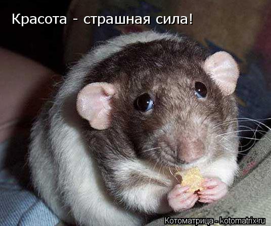 Котоматрица: Красота - страшная сила!