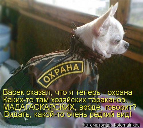 Васёк сказал, что я теперь - охрана Каких-то там хозяйских тараканов... МАДАГАСКАРСКИХ, вроде, говори... Котоматрица: Васёк сказал, что я теперь - охрана Каких-то там хозяйских тараканов... МАДАГАСКАРСКИХ, вроде, говорит? Видать, какой-то очень редкий вид!