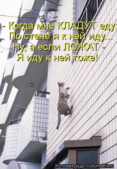 Котоматрица: - Когда мне КЛАДУТ еду: По стене я к ней иду... Ну, а если ЛОЖАТ -  Я иду к ней тоже!