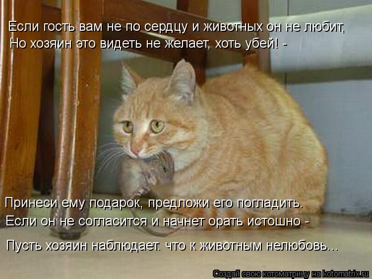 Котоматрица: Если гость вам не по сердцу и животных он не любит, Но хозяин это видеть не желает, хоть убей! -  Принеси ему подарок, предложи его погладить. Е