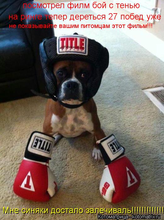 Котоматрица: посмотрел филм бой с тенью  на ринге тепер дереться 27 побед уже не показывайте вашим питомцам этот фильм!!! Мне синяки достало залечиваль!!!!!!