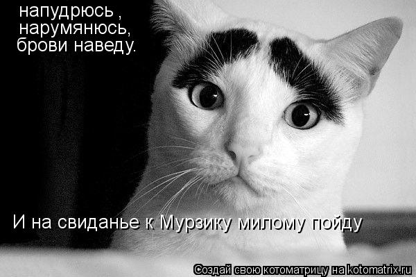 Котоматрица: напудрюсь , нарумянюсь, брови наведу. И на свиданье к Мурзику милому пойду