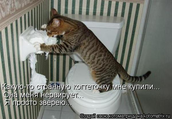 Котоматрица: Какую-то странную когтеточку мне купили... Она меня нервирует... Я просто зверею...