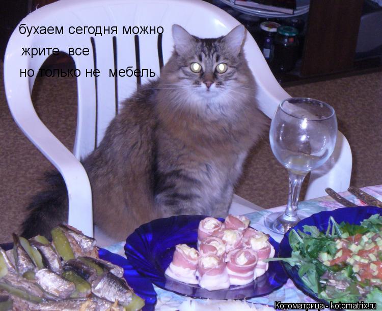 Котоматрица: бухаем сегодня можно жрите  все но только не  мебель