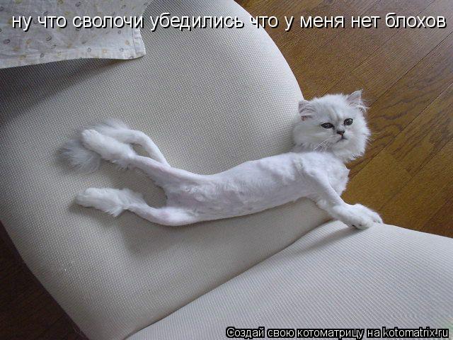 Котоматрица: ну что сволочи убедились что у меня нет блохов