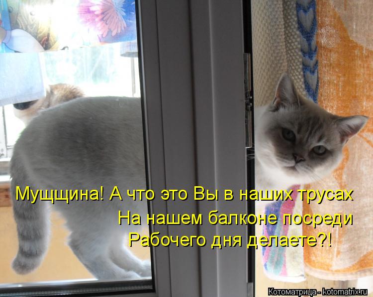 Котоматрица: Мущщина! А что это Вы в наших трусах На нашем балконе посреди  Рабочего дня делаете?!
