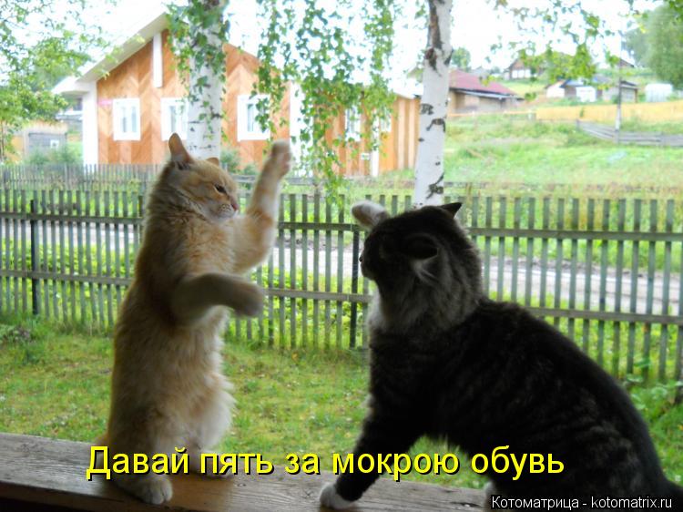 Давай пять за мокрою обувь... Котоматрица: Давай пять за мокрою обувь