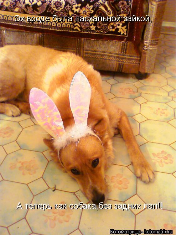 Котоматрица: Эх вроде была пасхальной зайкой, А теперь как собака,без задних лап!!
