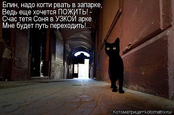 Котоматрица: Блин, надо когти рвать в запарке, Ведь еще хочется ПОЖИТЬ! - Счас тетя Соня в УЗКОЙ арке Мне будет путь переходить!...
