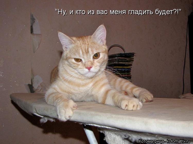 Котоматрица: "Ну, и кто из вас меня гладить будет?!"