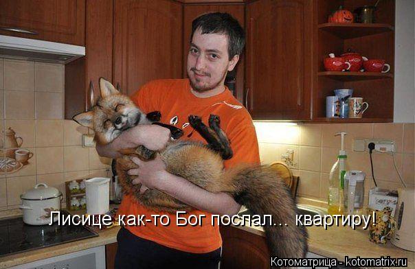 Котоматрица: Лисице как-то Бог послал... квартиру!