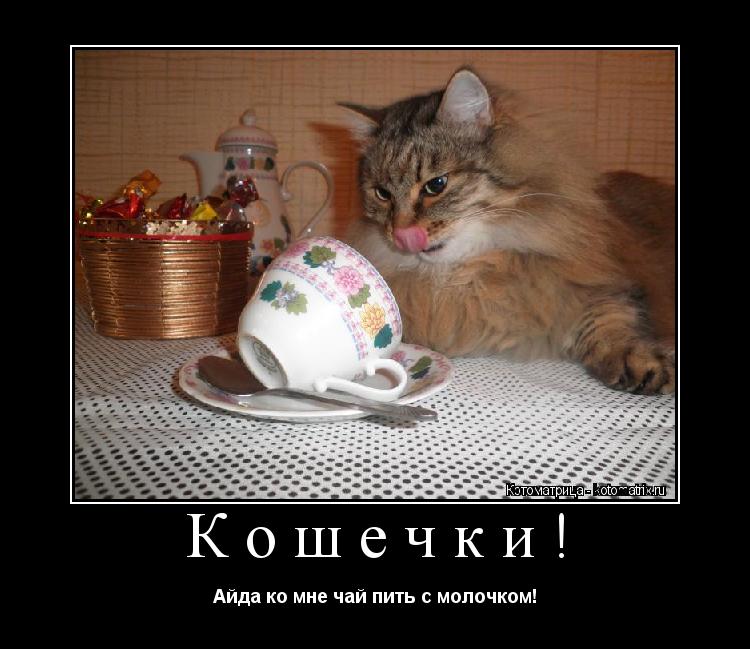 Котоматрица: Кошечки!  Айда ко мне чай пить с молочком!