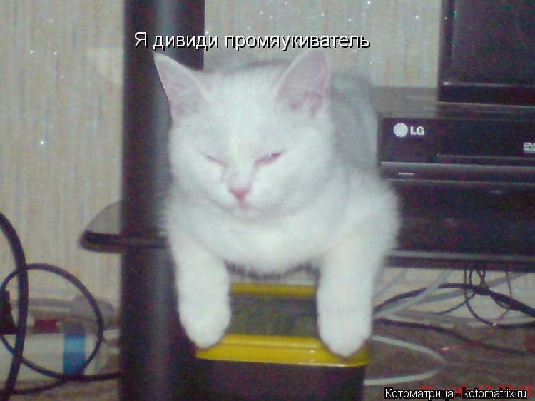 Котоматрица: Я дивиди промяукиватель