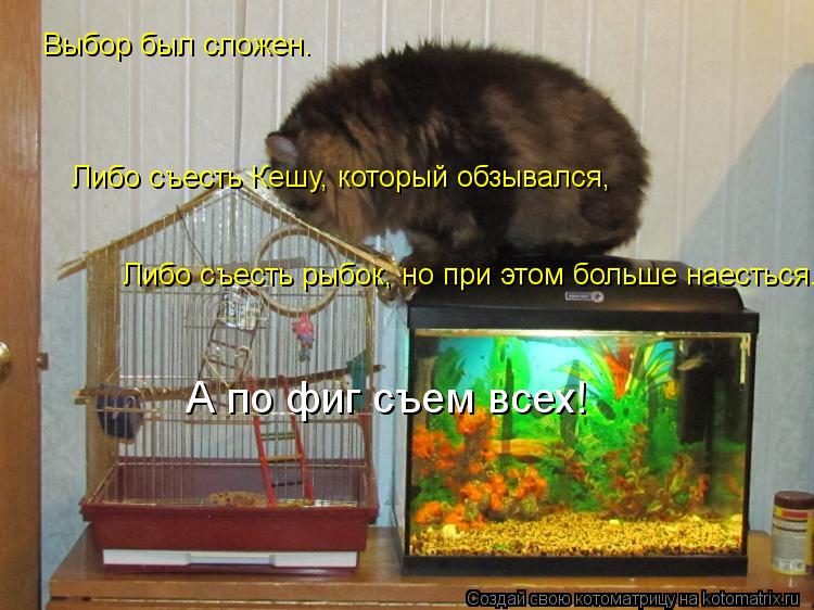 Выбор был сложен. Либо съесть Кешу, который обзывался, Либо съесть рыбок, но при этом больше наесться... Котоматрица: Выбор был сложен. Либо съесть Кешу, который обзывался, Либо съесть рыбок, но при этом больше наесться. А по фиг съем всех!