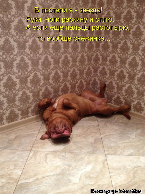 Котоматрица: В постели я - звезда!  Руки, ноги раскину и сплю! А если еще пальцы растопырю, то вообще снежинка...