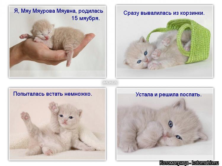 Котоматрица: Я, Мяу Мяурова Мяувна, родилась 15 мяубря. Сразу вывалилась из корзинки. Попыталась встать немножко. Устала и решила поспать.
