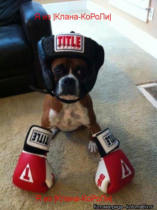 Котоматрица: Я из |Клана-КоРоЛи| Я из |Клана-КоРоЛи|