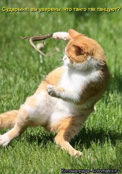 Сударыня, вы уверены, что танго так танцуют?... Котоматрица: Сударыня, вы уверены, что танго так танцуют?