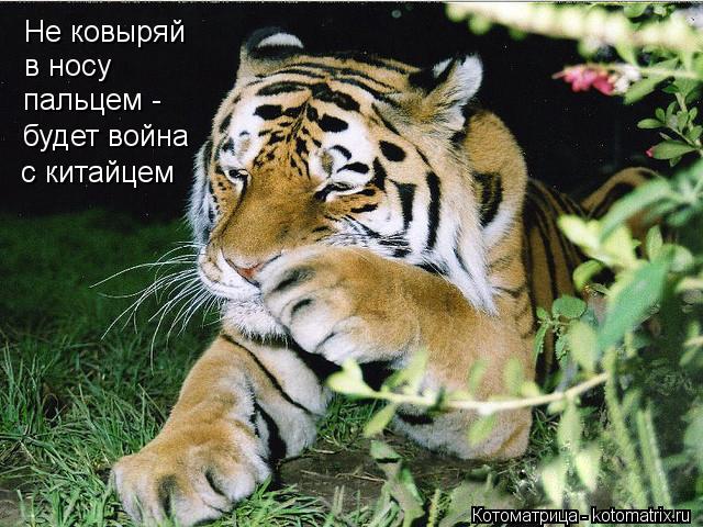 Не ковыряй в носу пальцем - будет война с китайцем... Котоматрица: Не ковыряй в носу пальцем - будет война с китайцем
