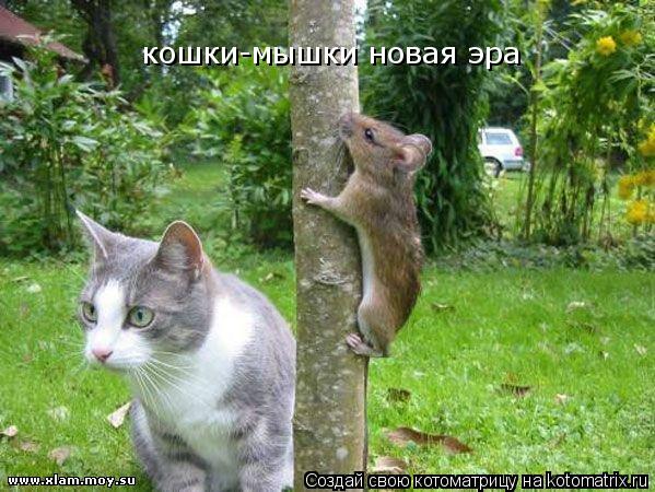 кошки-мышки новая эра... Котоматрица: кошки-мышки новая эра