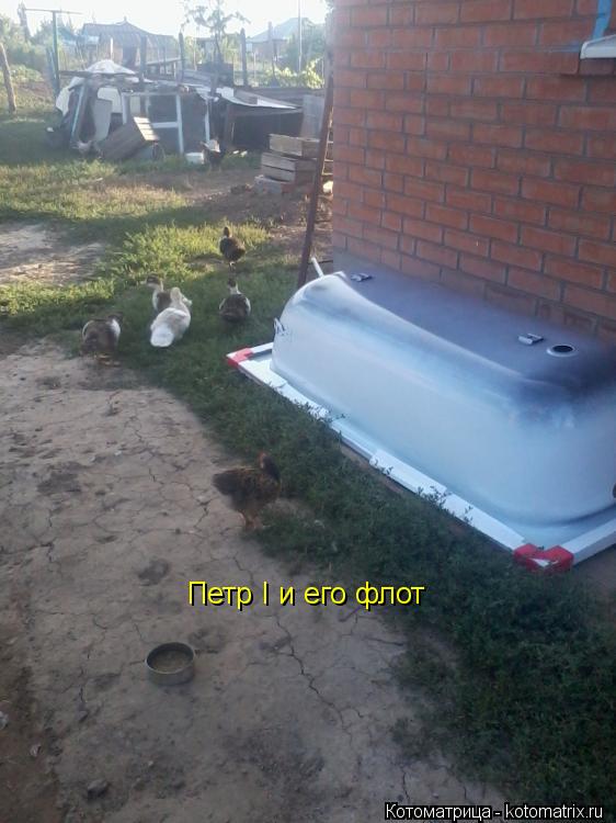 Котоматрица: Петр I и его флот