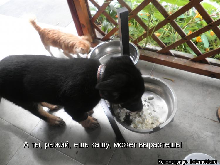 Котоматрица: А ты, рыжий, ешь кашу, может вырастешь!