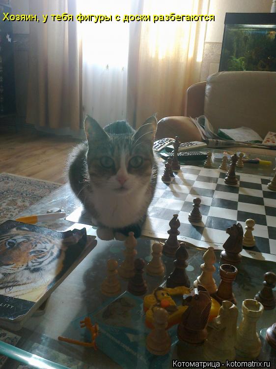 Хозяин, у тебя фигуры с доски разбегаются... Котоматрица: Хозяин, у тебя фигуры с доски разбегаются