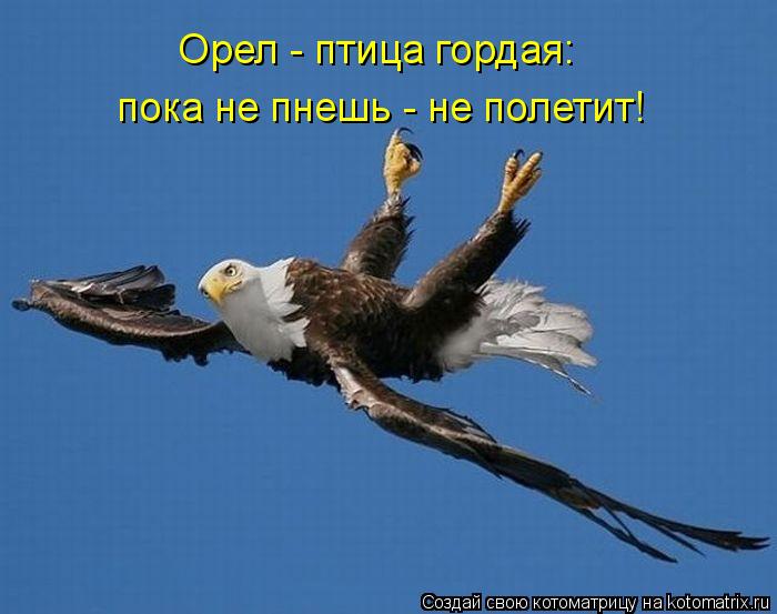 Орел - птица гордая: пока не пнешь - не полетит!... Котоматрица: Орел - птица гордая: пока не пнешь - не полетит!