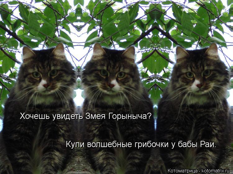 Котоматрица: Хочешь увидеть Змея Горыныча? Купи волшебные грибочки у бабы Раи.