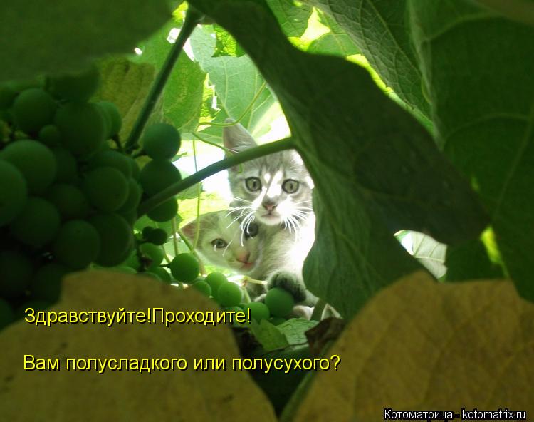 Котоматрица: Здравствуйте!Проходите! Вам полусладкого или полусухого?