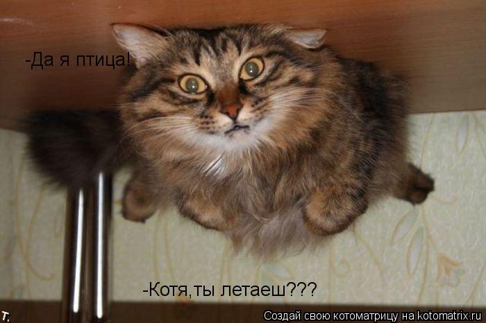 Котоматрица: -Котя,ты летаеш??? Да я птица! -Да я птица!