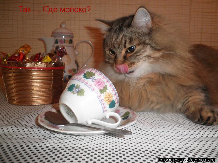 Котоматрица: Так ... !Где молоко?