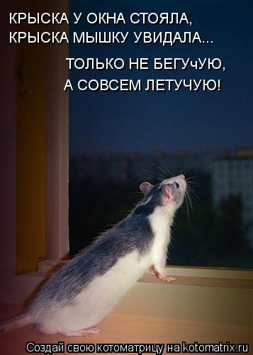 Котоматрица: КРЫСКА У ОКНА СТОЯЛА, КРЫСКА МЫШКУ УВИДАЛА... ТОЛЬКО НЕ БЕГУчУЮ, А СОВСЕМ ЛЕТУЧУЮ!