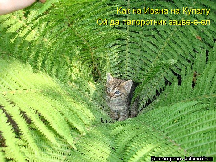 Котоматрица: Как на Ивана на Купалу Ой да папоротник зацве-е-ел