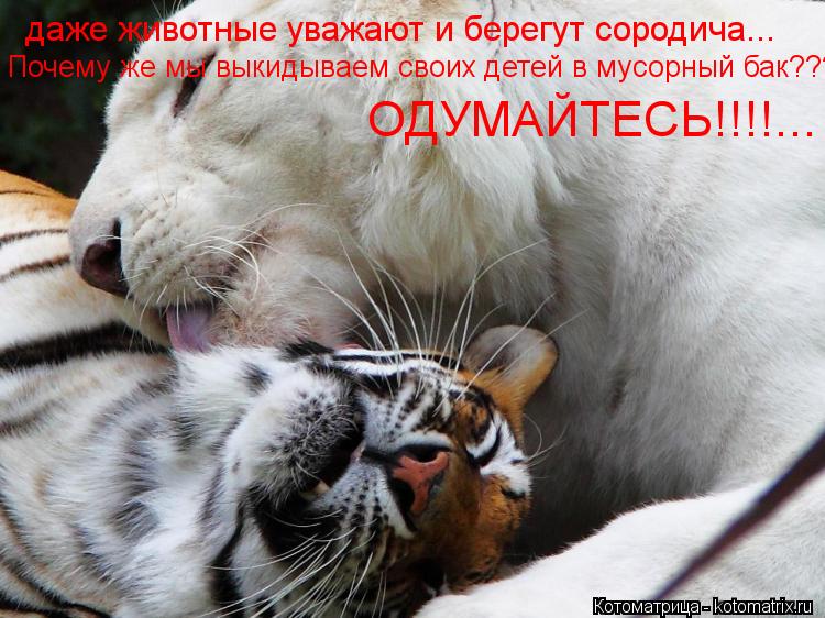 даже животные уважают и берегут сородича... Почему же мы выкидываем своих детей в мусорный бак??? ОДУ... Котоматрица: даже животные уважают и берегут сородича... Почему же мы выкидываем своих детей в мусорный бак??? ОДУМАЙТЕСЬ!!!!...