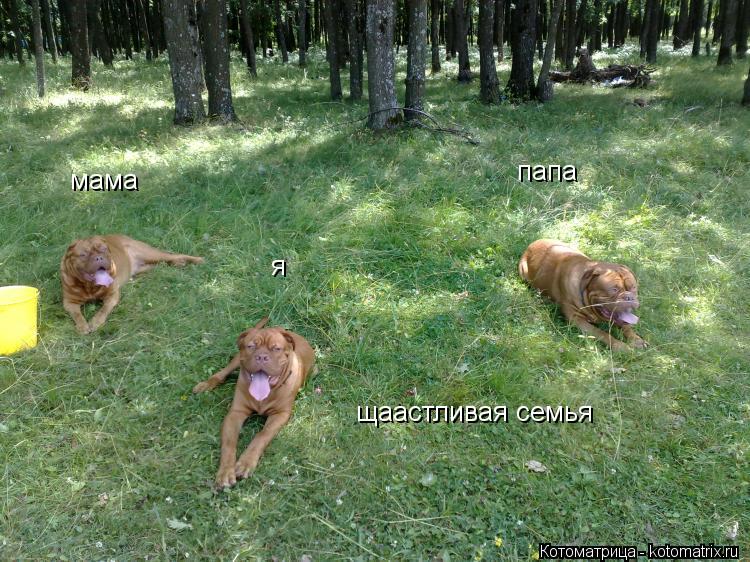 мама папа я щаастливая семья... Котоматрица: мама папа я щаастливая семья