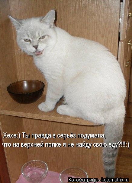 Котоматрица: что на верхней полке я не найду свою еду?!!!:)  Хехе:) Ты правда в серьёз подумала,