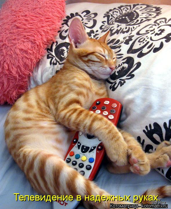 Телевидение в надежных руках.... Котоматрица: Телевидение в надежных руках.